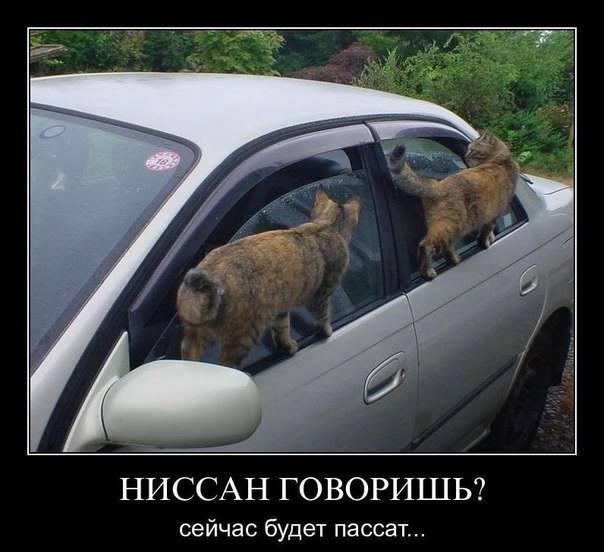 Смешное фото котэ с авто