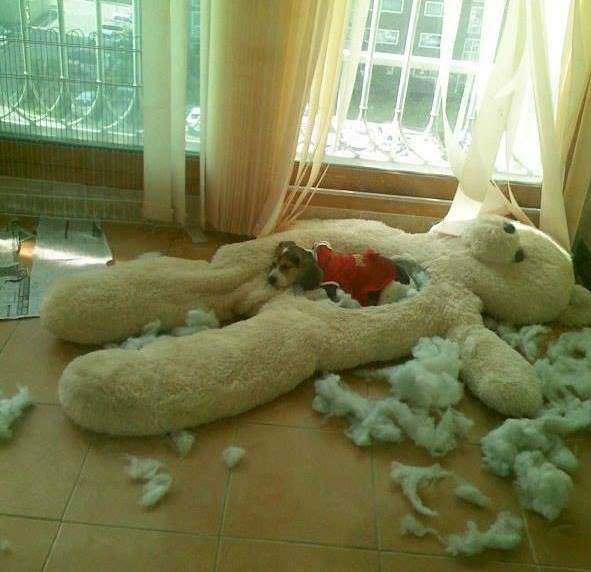 Шок! Собака загрызла медведя