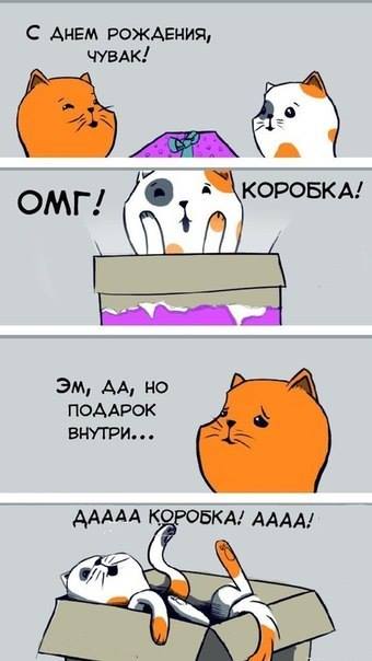 Картинка про ловушку для котов