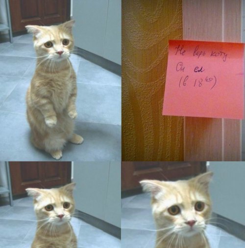 Нереальный взгляд котейки