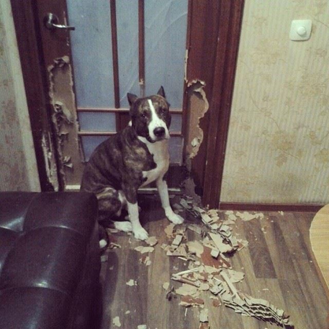 Понять и простить. Собаки скучают