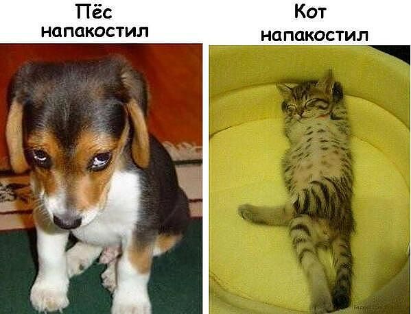 Пакости & котэ & собачки