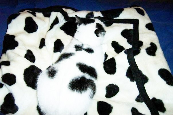 Маскировка. Высший уровень