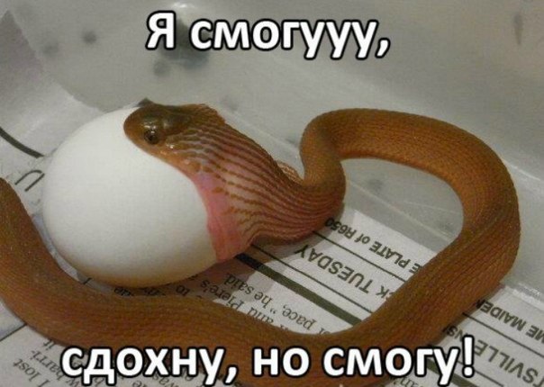 Змея, которая может всё