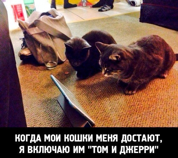 Котейки смотрят мультики