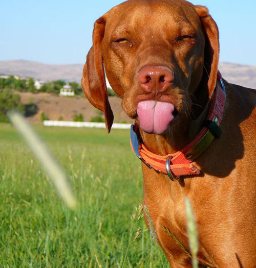 Позитивные картинки с животными