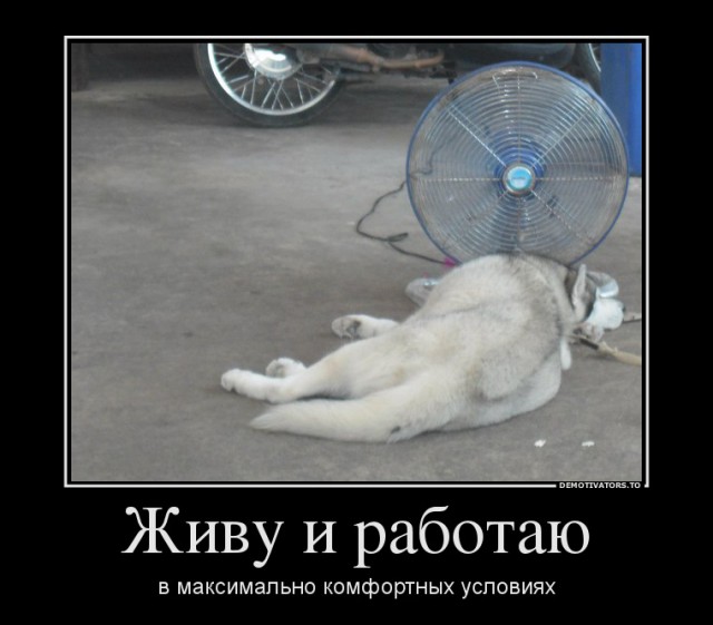 Бедные тайские собачки