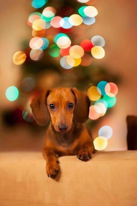 Чудесные фото с таксами