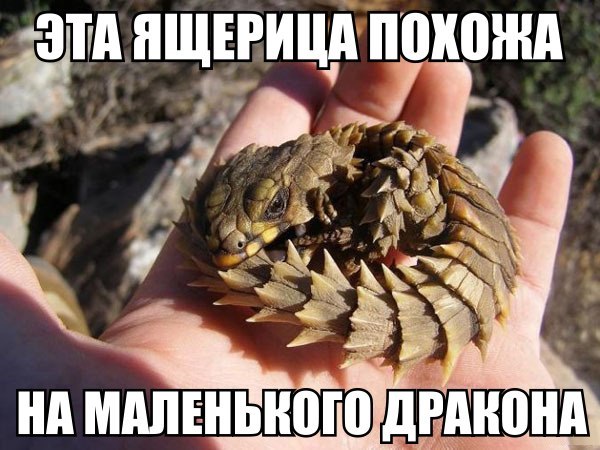 Домашний маленький дракончик