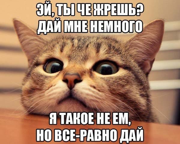 Прикольный мем с котом