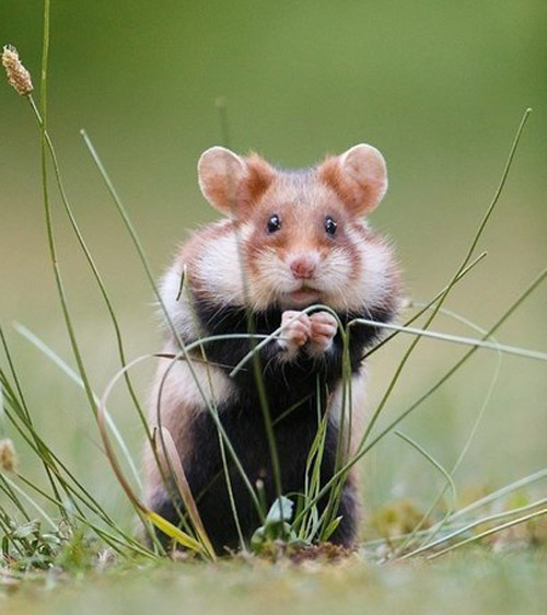 Няшные фото с пушистиком