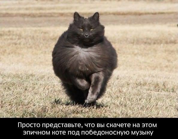 Смешной коммент с котом