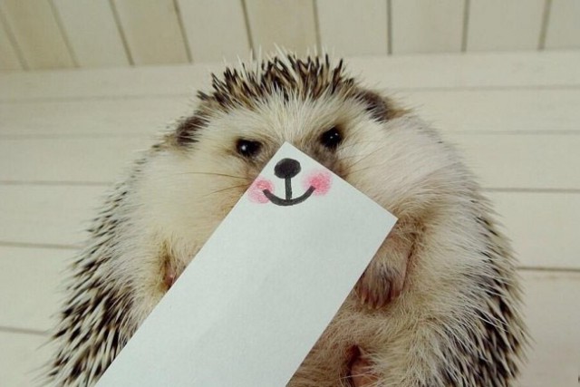 Звезда Твиттера Ежик Марутаро из Японии