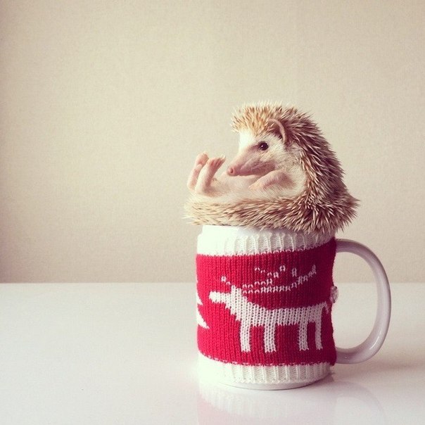 Милый ёжик Дарси худрожника Шота Цукамото