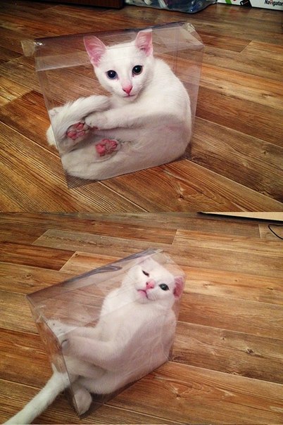 Безумная любовь к коробкам