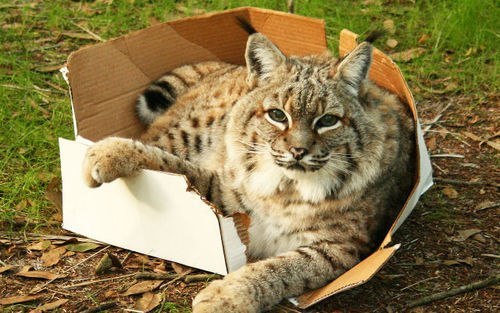 Безумная любовь кошек к коробкам