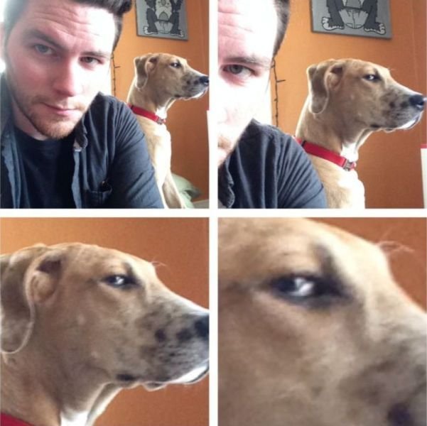 Собака-подозревака