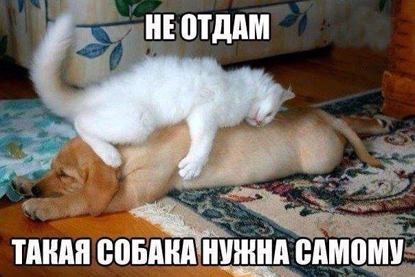 Такая собака нужна самому