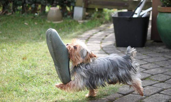 Самые очаровательные воришки