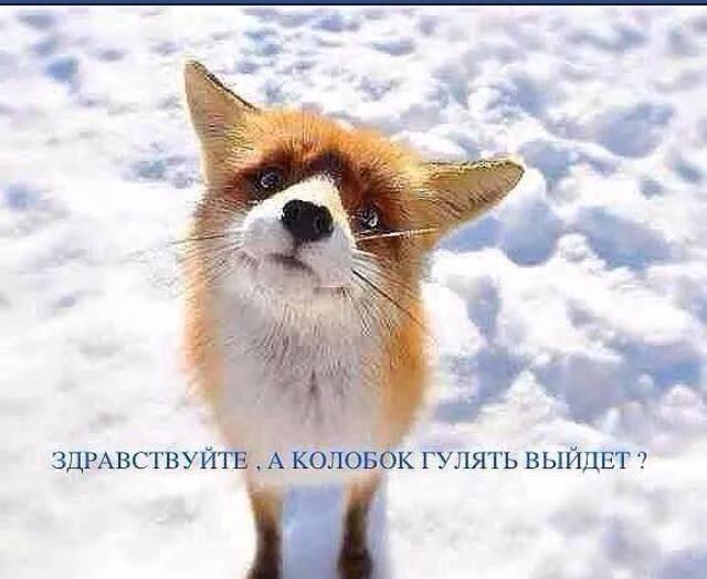 Колобок, выходи! Я есть хочу