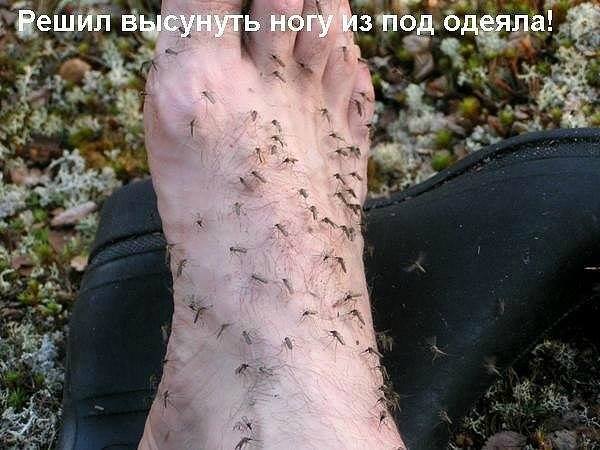 Лето пришло. Комары почувствовали запах крови