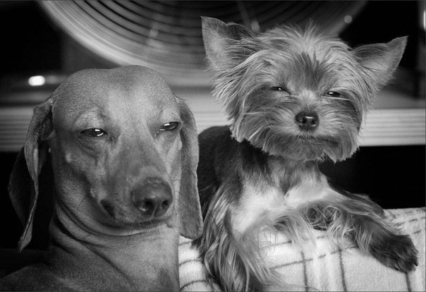 Собаки-подозреваки