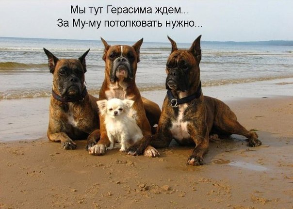 Муму и его команда