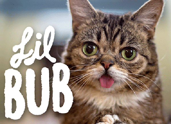 Вечный котенок по кличке Lil Bub