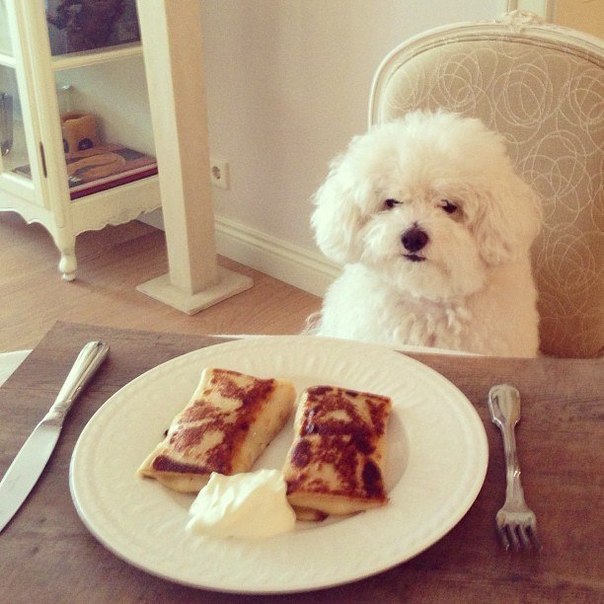 Мимимишный кучерявый пёсик