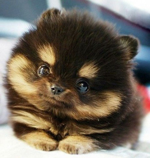 Самые умилительные малыши