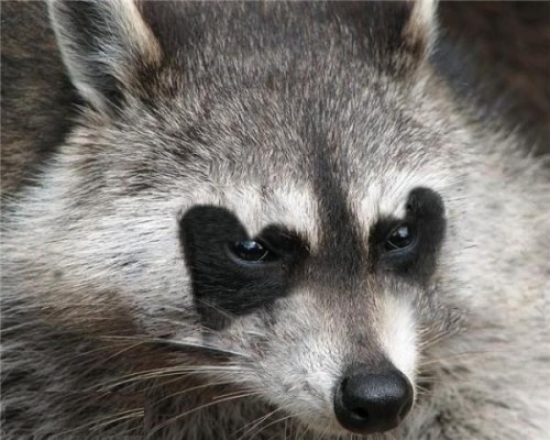 Сердечки вокруг нас