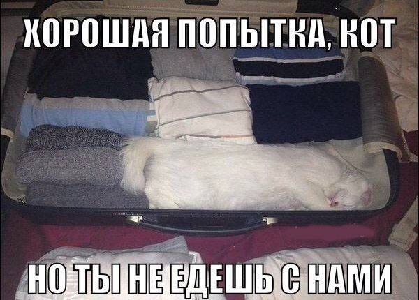 Уходя в отпуск, не забудь кота!