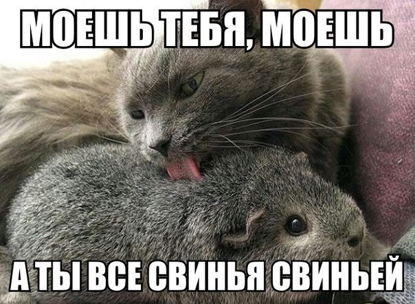 Свинка, они и есть свинка