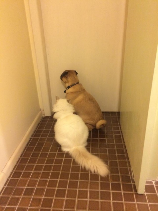 Фан-клуб жены. Ждут выхода из ванны