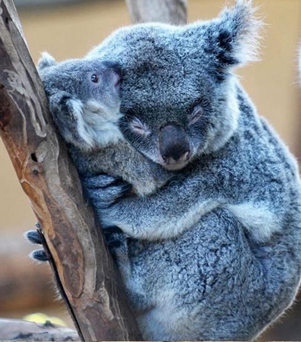 Милая подборка обнимашек