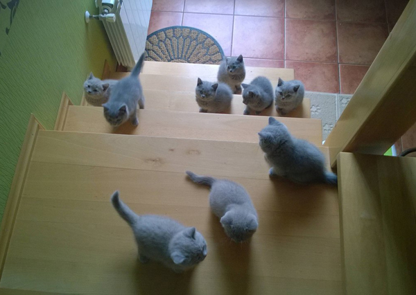 Кошачье вторжение