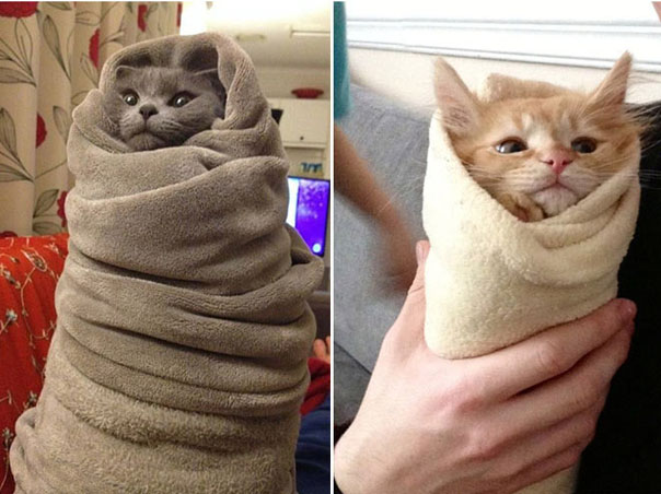 Пирожки с котятами