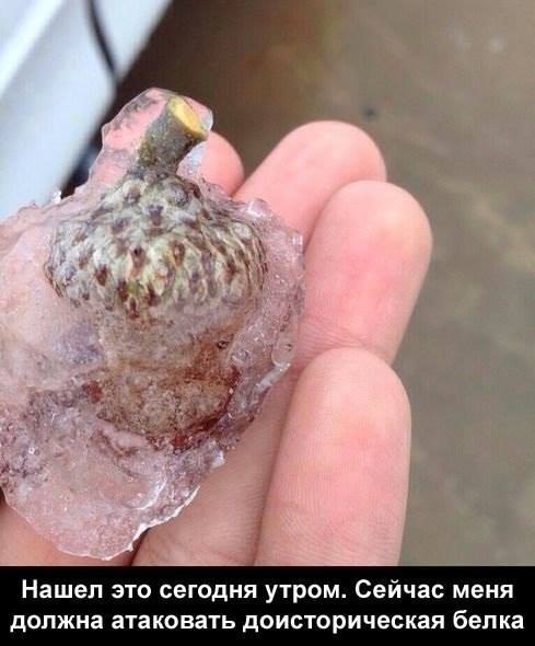 Сижу в ожидании белочки