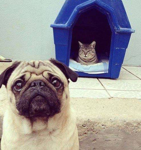 Авторитет. Сегодня будка, а завтра — весь мир