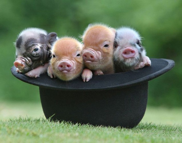 Мини-свинки в яркой фотосессии