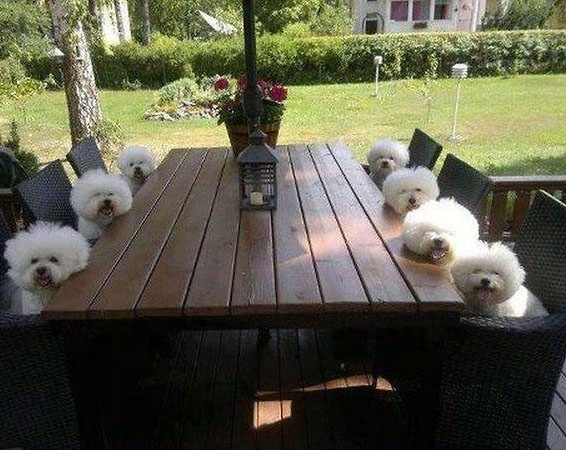 Собрание белых кучеряшек