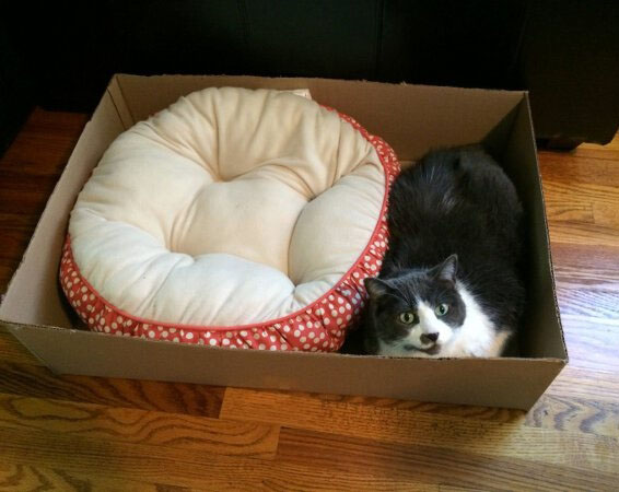 Умом котеек не понять