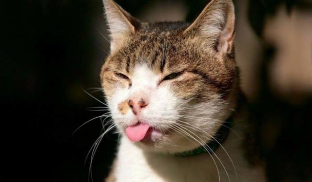 Прикольные фото животных