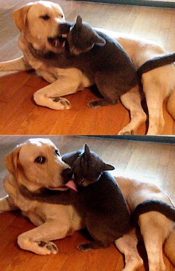 Пёсик заметил что на него смотрет