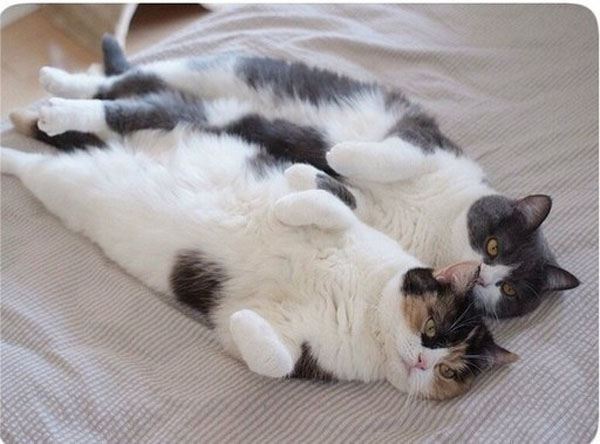 Синхронные котики