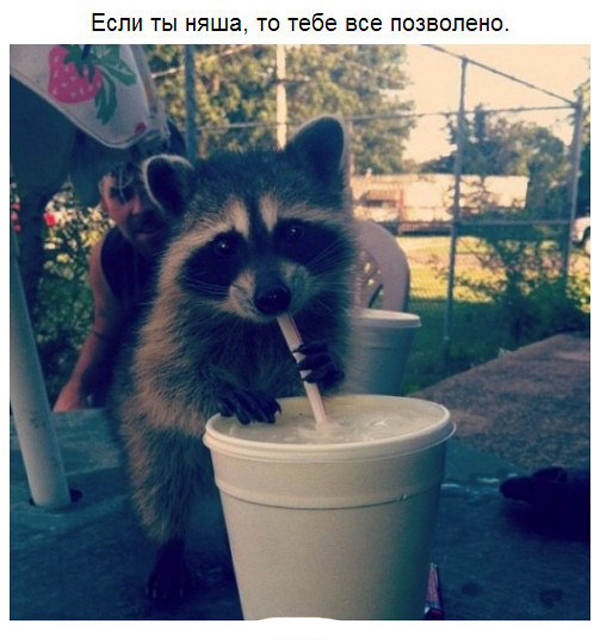 Вся правда о енотах