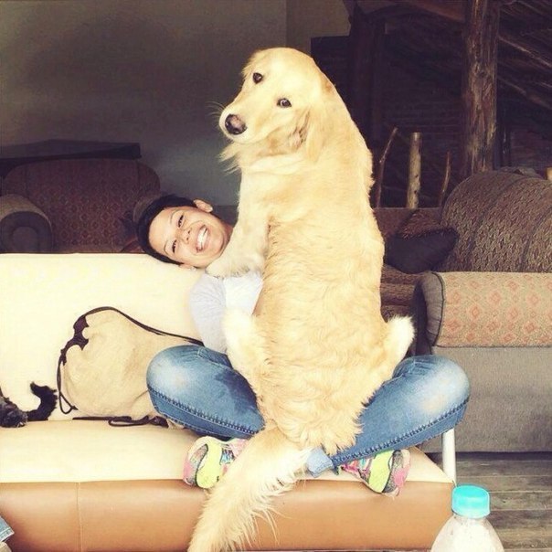 Самые "миниатюрные" собачки мира