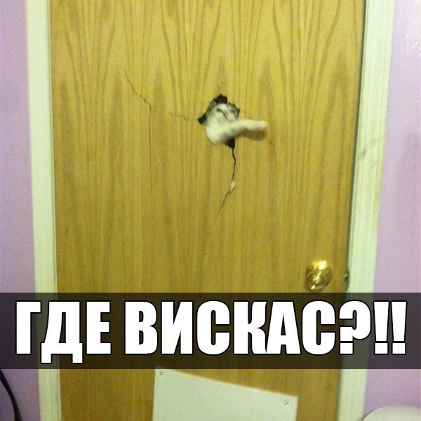 Ты - не ты, когда нет вискаса