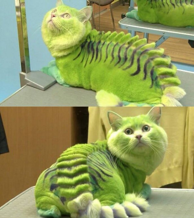 Мой хозяин - идиот!