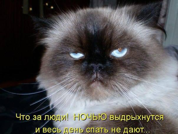 Подборка смешных котоматриц